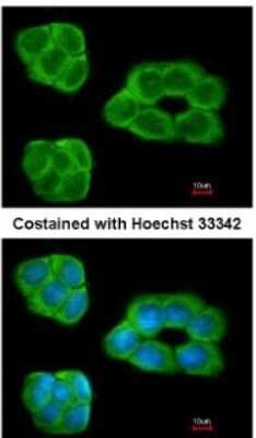 Immunocytochemistry/ Immunofluorescence: PA2G4/EBP1 Antibody [NBP2-16257]