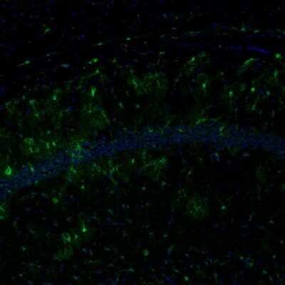 Immunohistochemistry: ECH1 Antibody [NBP1-83215]