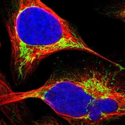 Immunocytochemistry/ Immunofluorescence: ECHS1 Antibody [NBP1-87078]