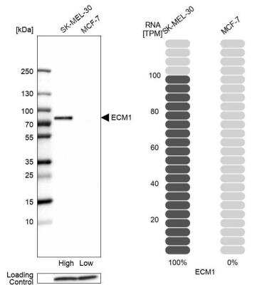 Western Blot: ECM-1/Secretory Component P85 Antibody [NBP1-87449]
