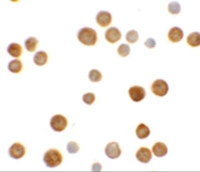 Immunocytochemistry/ Immunofluorescence: ECRG4 Antibody - BSA Free [NBP2-81925]