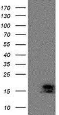Flow Cytometry: ECRG4 Antibody (OTI3B10) - Azide and BSA Free [NBP2-72294]
