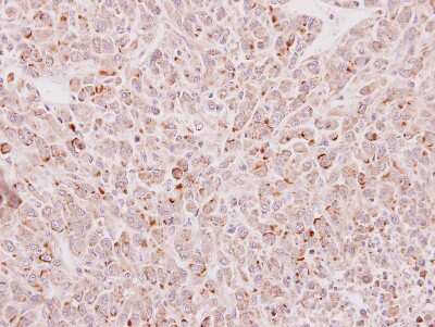 Immunohistochemistry-Paraffin: EDC4 Antibody [NBP2-16267]