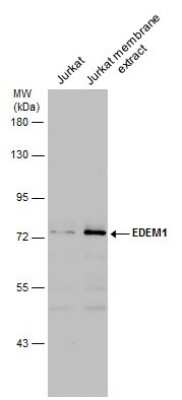 Western Blot: EDEM1 Antibody [NBP3-12935]