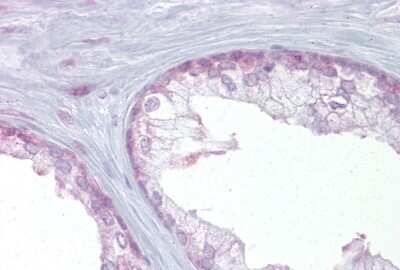 Immunohistochemistry: EDF1 Antibody [NBP2-87328]