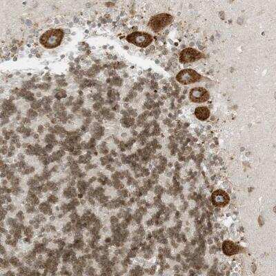 Immunohistochemistry-Paraffin: EDF1 Antibody [NBP1-84011]