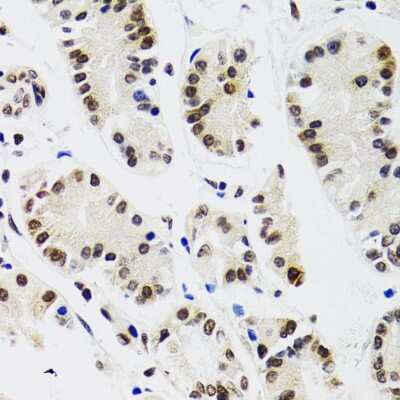 Immunohistochemistry-Paraffin: EDF1 Antibody - BSA Free [NBP2-92882]