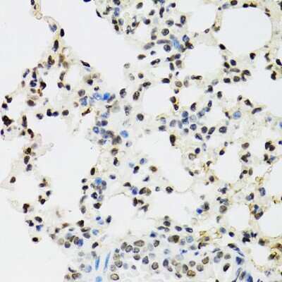 Immunohistochemistry-Paraffin: EDF1 Antibody - BSA Free [NBP2-92882]