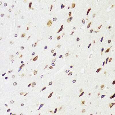 Immunohistochemistry-Paraffin: EDF1 Antibody - BSA Free [NBP2-92882]