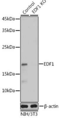 Knockout Validated: EDF1 Antibody - BSA Free [NBP2-92882]