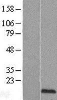 Western Blot: EDF1 Overexpression Lysate [NBL1-10111]