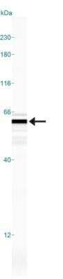 Simple Western: EDIL3/DEL1 AntibodyBSA Free [NBP1-28632]