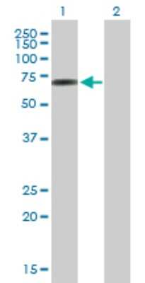 Western Blot: EDRF1 Antibody [H00026098-B01P]
