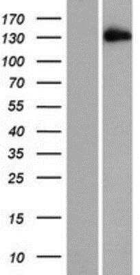 Western Blot: EDRF1 Overexpression Lysate [NBP2-07145]