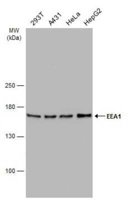 Western Blot: EEA1 Antibody (GT10811) [NBP3-13599]