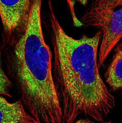 Immunocytochemistry/ Immunofluorescence: EEF1A2 Antibody [NBP2-33280]