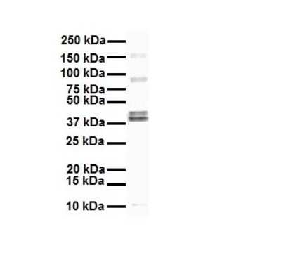 Western Blot: EEF1A2 Antibody [NBP1-55245]