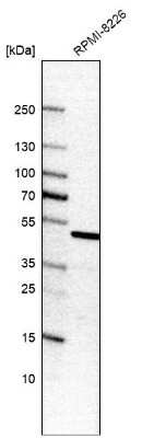 Western Blot: EEF1A2 Antibody [NBP2-33280]