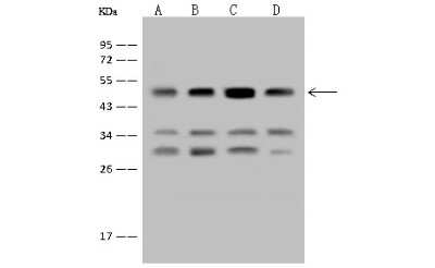 Western Blot: EEF1A2 Antibody [NBP2-97554]