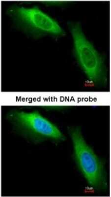 Immunocytochemistry/ Immunofluorescence: EEF1B2 Antibody [NBP1-31611]