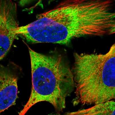 Immunocytochemistry/ Immunofluorescence: EEF1B2 Antibody [NBP2-37875]
