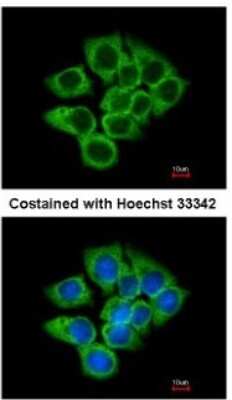 Immunocytochemistry/ Immunofluorescence: EEF1D Antibody [NBP1-32013]