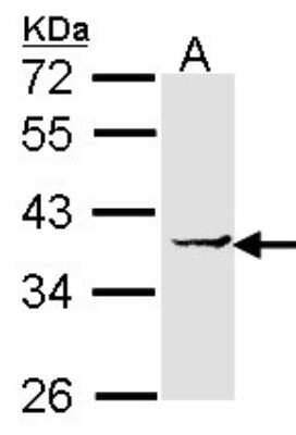 Western Blot: EEF1D Antibody [NBP1-32013]
