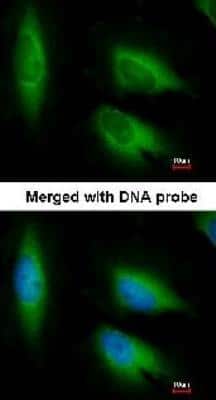 Immunocytochemistry/ Immunofluorescence: EEF1E1 Antibody [NBP1-32184]