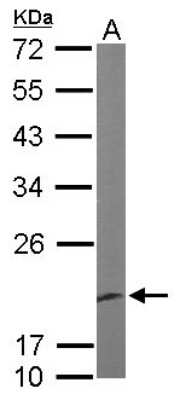 Western Blot: EEF1E1 Antibody [NBP1-32184]