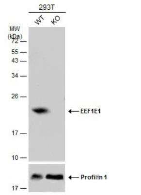 Knockout Validated: EEF1E1 Antibody [NBP1-32184]
