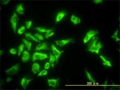 Immunocytochemistry/ Immunofluorescence: EEF1G Antibody (3F11-1A10) [H00001937-M01]