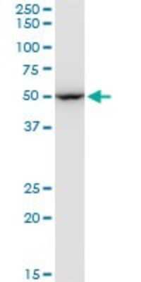 Western Blot: EEF1G Antibody (3F11-1A10) [H00001937-M01]