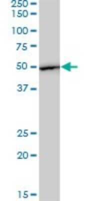 Western Blot: EEF1G Antibody (3F11-1A10) [H00001937-M01]