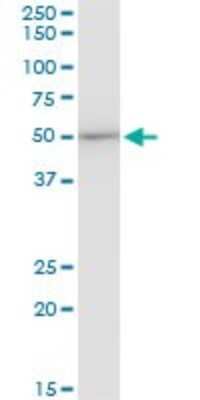 Western Blot: EEF1G Antibody (3F11-1A10) [H00001937-M01]