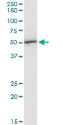 Western Blot: EEF1G Antibody (3F11-1A10) [H00001937-M01]