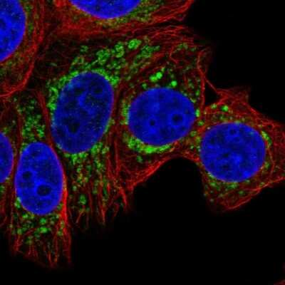 Immunocytochemistry/ Immunofluorescence: EEF1G Antibody [NBP1-91862]