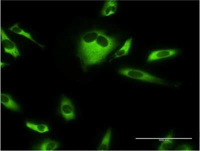 Immunocytochemistry/ Immunofluorescence: EEF1G Antibody (S1) [H00001937-M03]