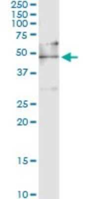 Immunoprecipitation: EEF1G Antibody (S1) [H00001937-M03]
