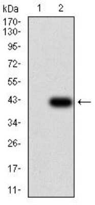 Western Blot: EEN Antibody (2A9H4)BSA Free [NBP2-52560]