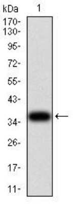 Western Blot: EEN Antibody (4B4C2)BSA Free [NBP2-52561]