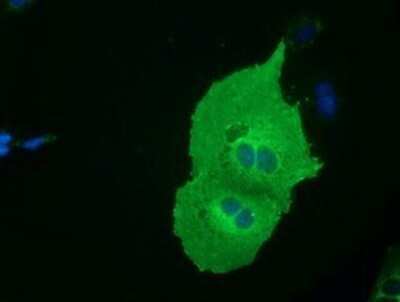 Immunocytochemistry/ Immunofluorescence: EEN Antibody (OTI2F5) - Azide and BSA Free [NBP2-71279]