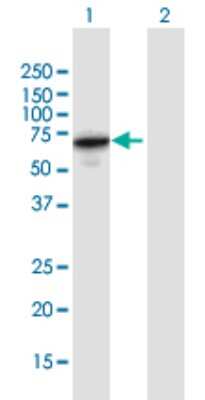 Western Blot: EEPD1 Antibody [H00080820-B03P]