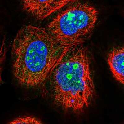 Immunocytochemistry/ Immunofluorescence: EFCAB7 Antibody [NBP1-81374]
