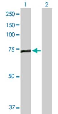 Western Blot: EFHC1 Antibody [H00114327-D01P]