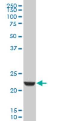 Western Blot: EFHD1 Antibody (1A8) [H00080303-M09]
