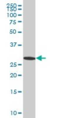 Western Blot: EFHD1 Antibody (1H7) [H00080303-M05]