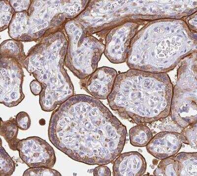 Immunohistochemistry-Paraffin: EFHD1 Antibody [NBP2-33808]