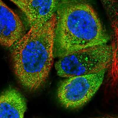 Immunocytochemistry/ Immunofluorescence: EFHD2 Antibody [NBP2-13947]