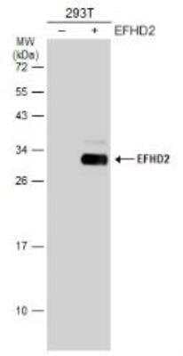 Western Blot: EFHD2 Antibody [NBP1-31134]