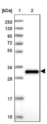 Western Blot: EFHD2 Antibody [NBP2-13947]